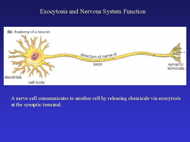 Exocytosis and Nervous System Function A nerve cell communicates to another cell by releasing
