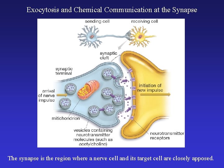 Exocytosis and Chemical Communication at the Synapse The synapse is the region where a