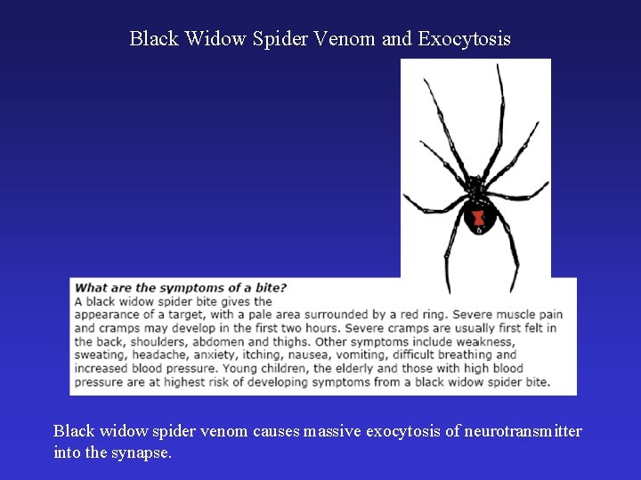 Black Widow Spider Venom and Exocytosis Black widow spider venom causes massive exocytosis of