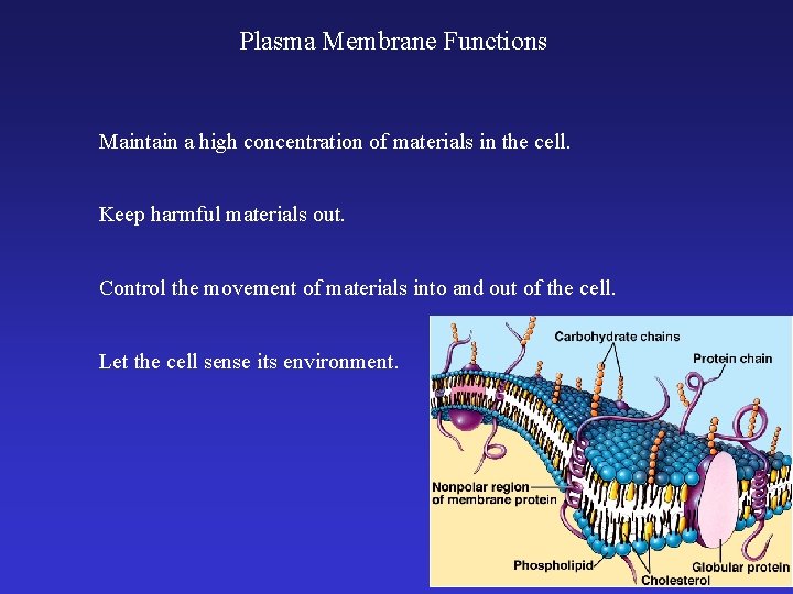 Plasma Membrane Functions Maintain a high concentration of materials in the cell. Keep harmful
