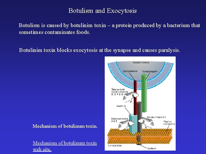 Botulism and Exocytosis Botulism is caused by botulinim toxin – a protein produced by