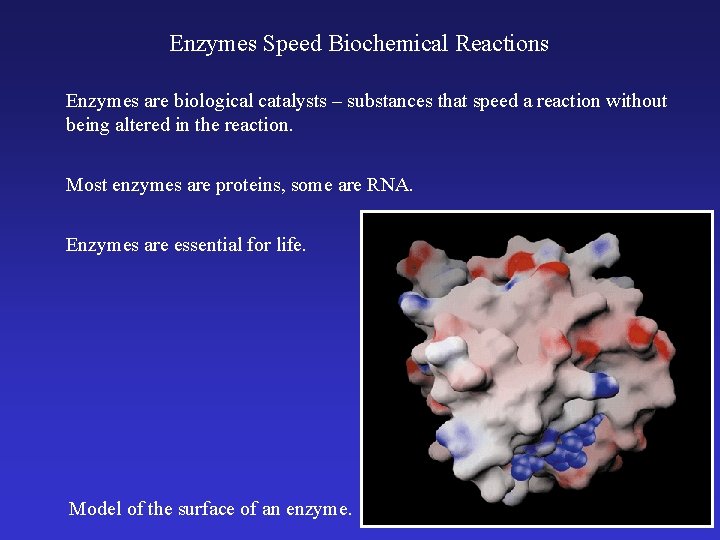Enzymes Speed Biochemical Reactions Enzymes are biological catalysts – substances that speed a reaction