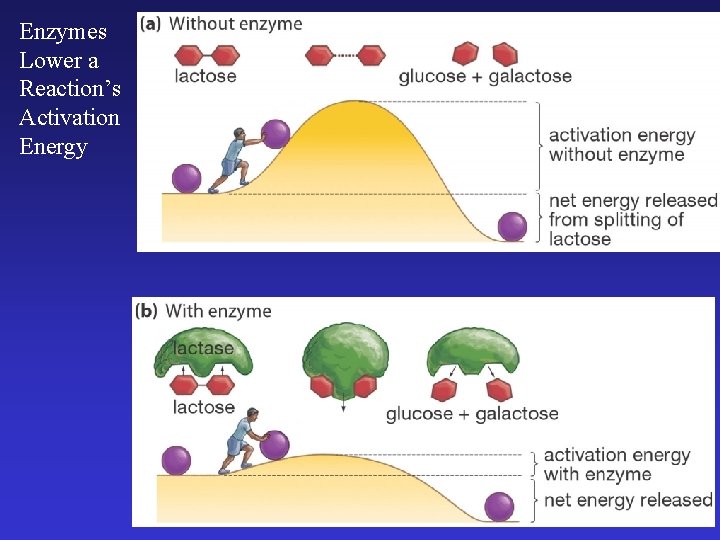 Enzymes Lower a Reaction’s Activation Energy 