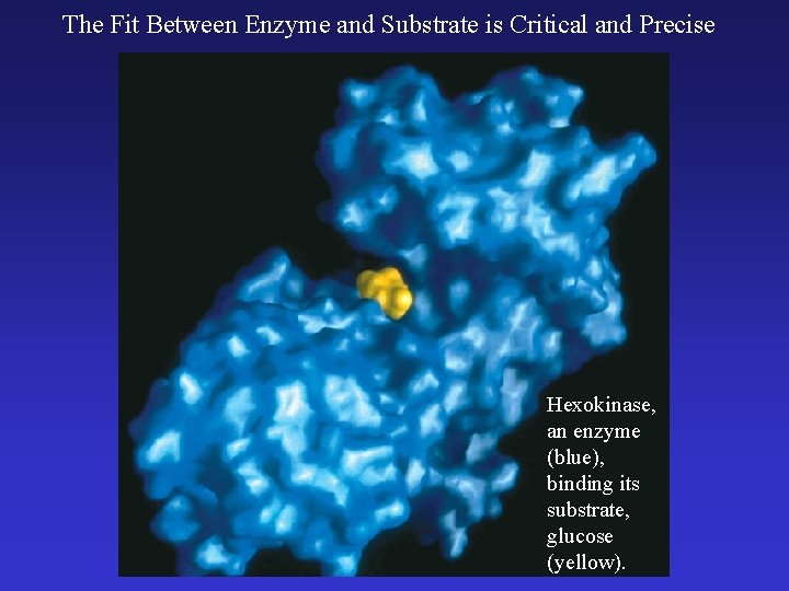 The Fit Between Enzyme and Substrate is Critical and Precise Hexokinase, an enzyme (blue),