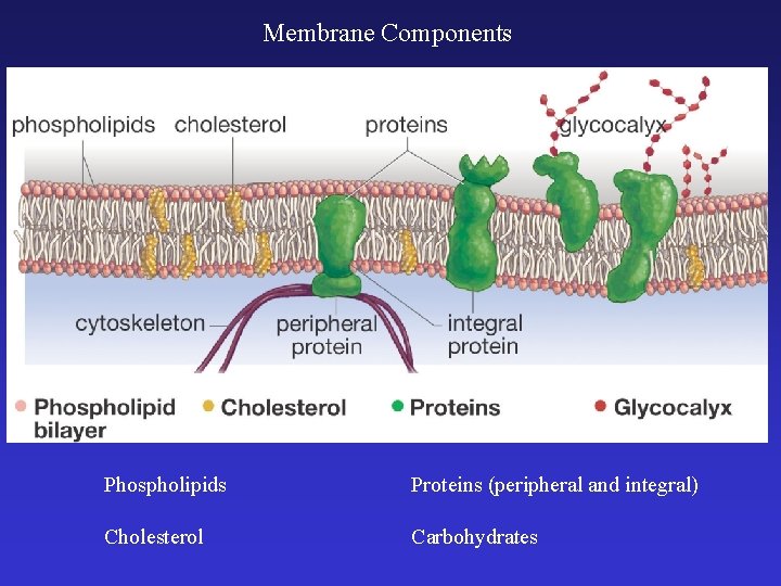 Membrane Components Phospholipids Proteins (peripheral and integral) Cholesterol Carbohydrates 