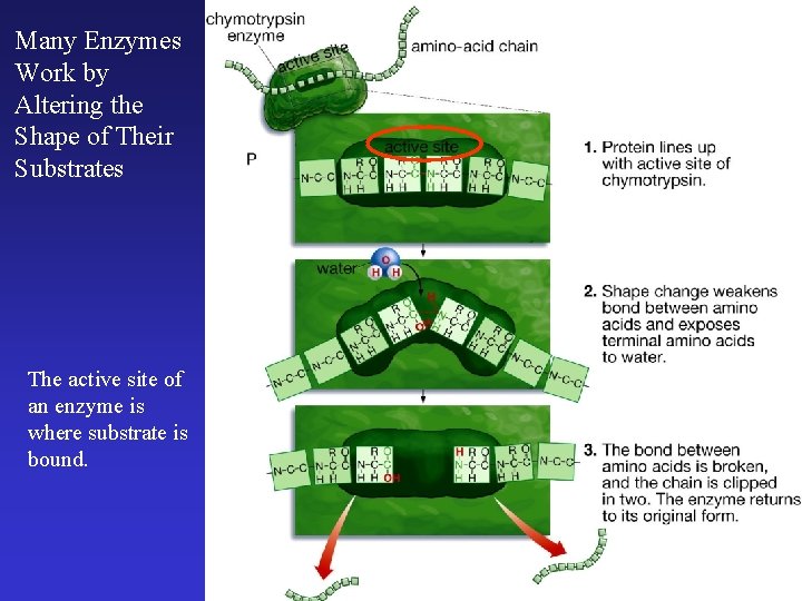 Many Enzymes Work by Altering the Shape of Their Substrates The active site of