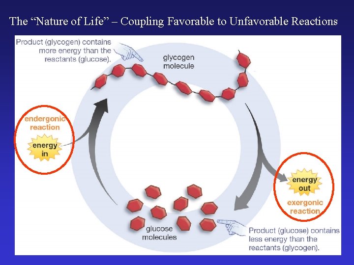 The “Nature of Life” – Coupling Favorable to Unfavorable Reactions 