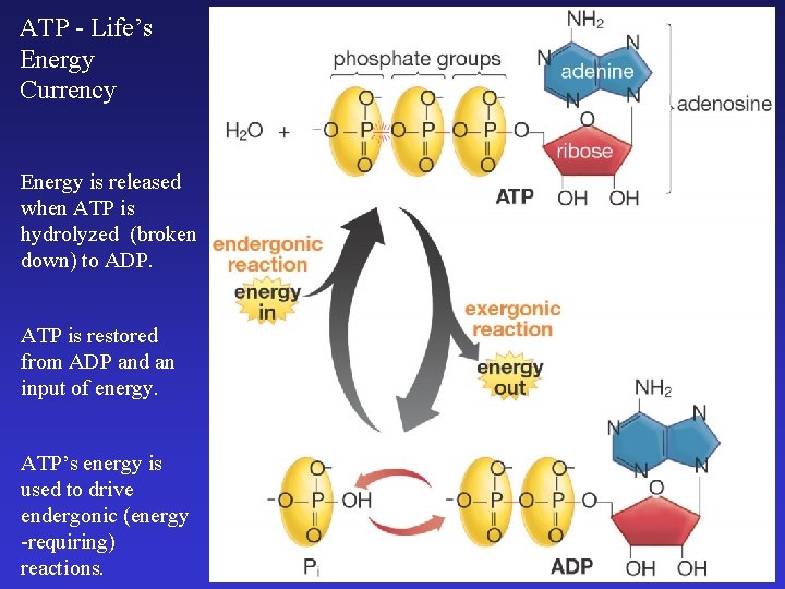 ATP - Life’s Energy Currency Energy is released when ATP is hydrolyzed (broken down)
