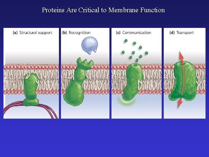 Proteins Are Critical to Membrane Function 
