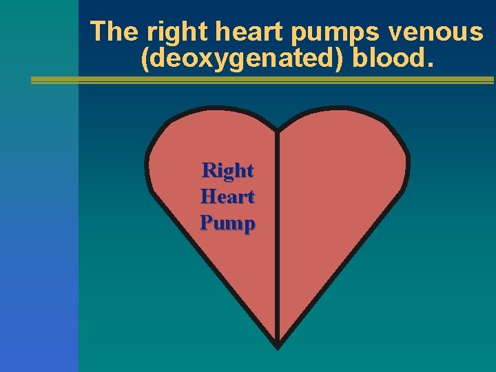 The right heart pumps venous (deoxygenated) blood. Right Heart Pump 