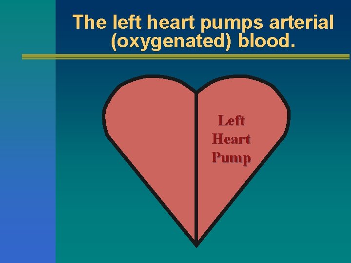 The left heart pumps arterial (oxygenated) blood. Left Heart Pump 