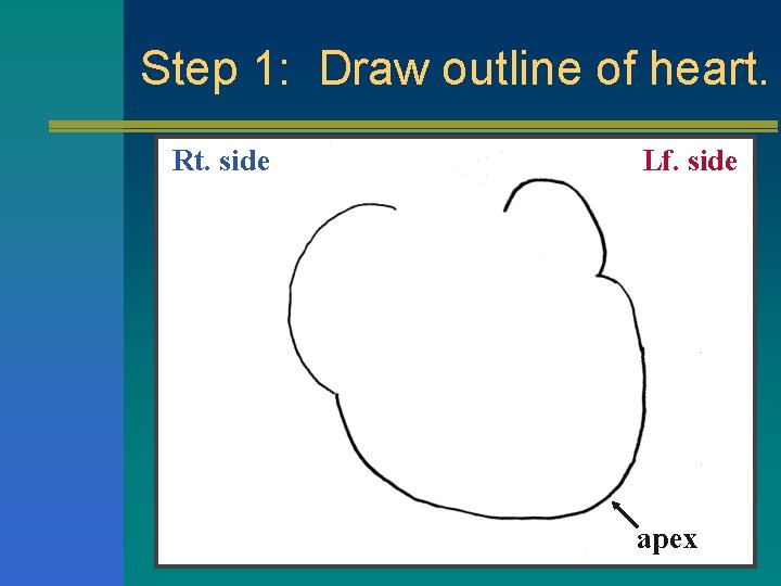 Step 1: Draw outline of heart. Rt. side Lf. side apex 