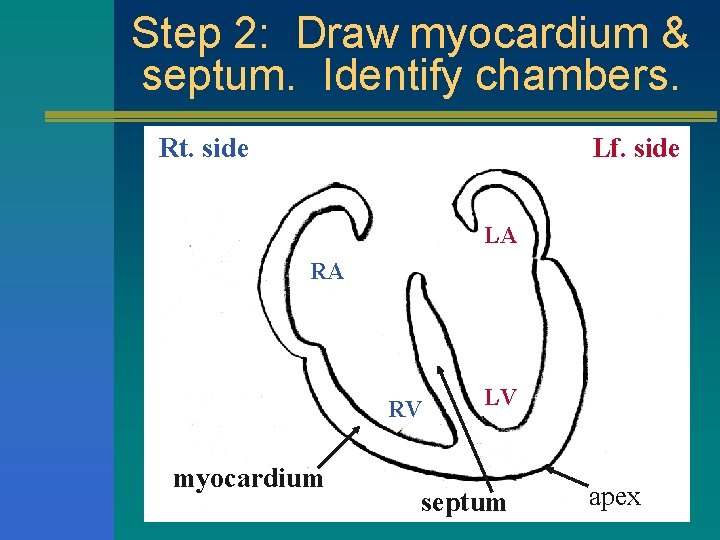 Step 2: Draw myocardium & septum. Identify chambers. Rt. side Lf. side LA RA
