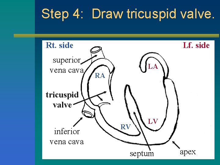Step 4: Draw tricuspid valve. Rt. side superior vena cava Lf. side LA RA