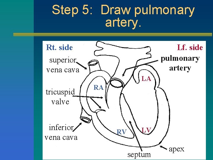 Step 5: Draw pulmonary artery. Rt. side superior vena cava Lf. side pulmonary artery