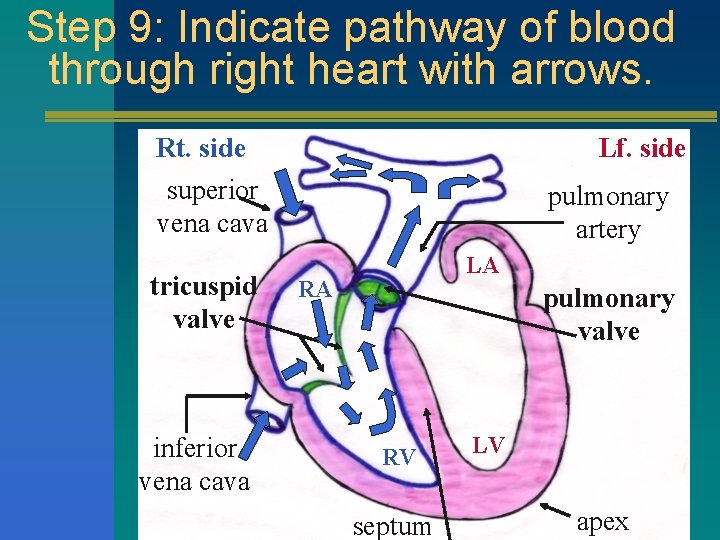 Step 9: Indicate pathway of blood through right heart with arrows. Rt. side superior