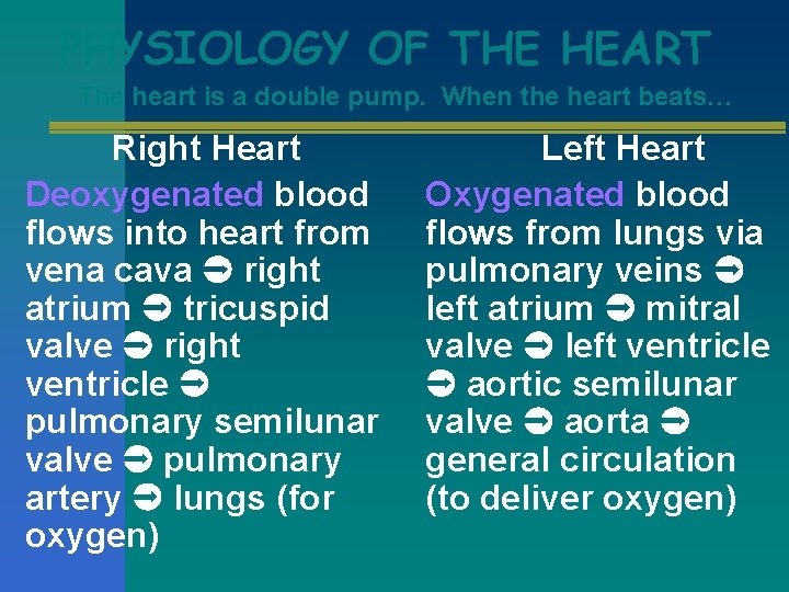 PHYSIOLOGY OF THE HEART The heart is a double pump. When the heart beats…