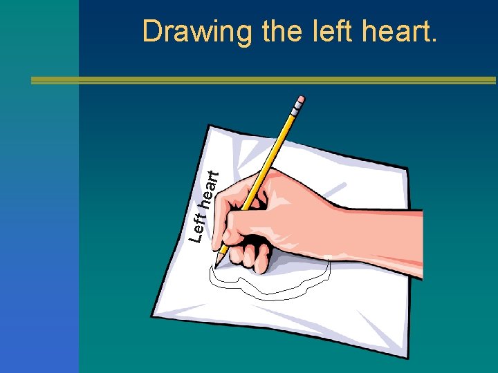 Left hear t Drawing the left heart. 