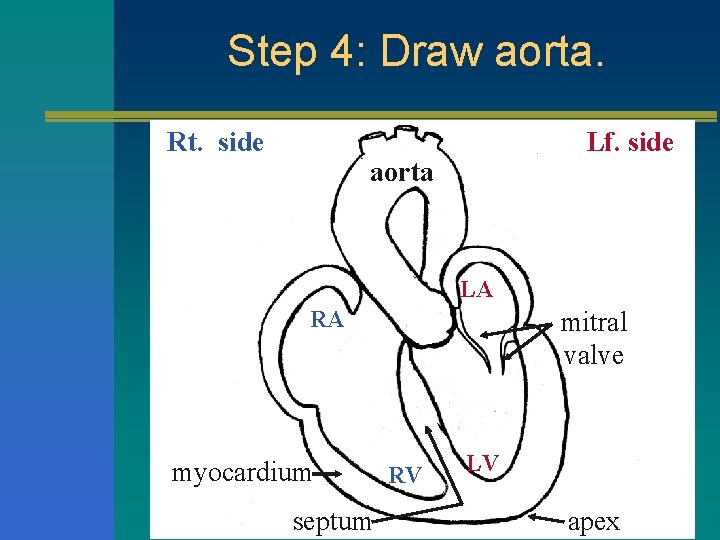 Step 4: Draw aorta. Rt. side Lf. side aorta LA RA myocardium septum mitral