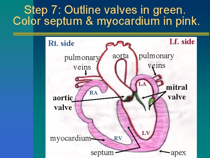 Step 7: Outline valves in green. Color septum & myocardium in pink. Lf. side