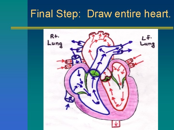 Final Step: Draw entire heart. 