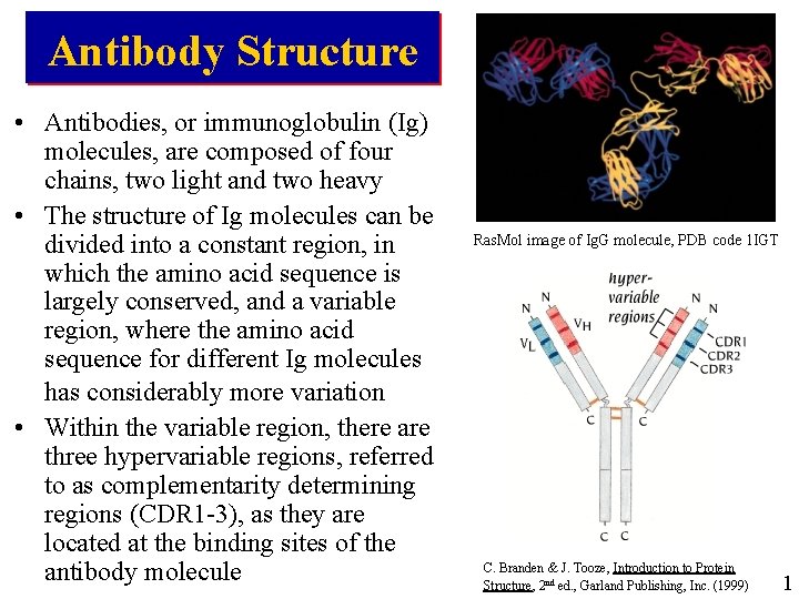 Antibody Structure • Antibodies, or immunoglobulin (Ig) molecules, are composed of four chains, two