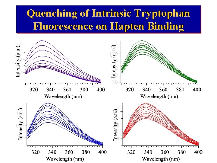 Quenching of Intrinsic Tryptophan Fluorescence on Hapten Binding 