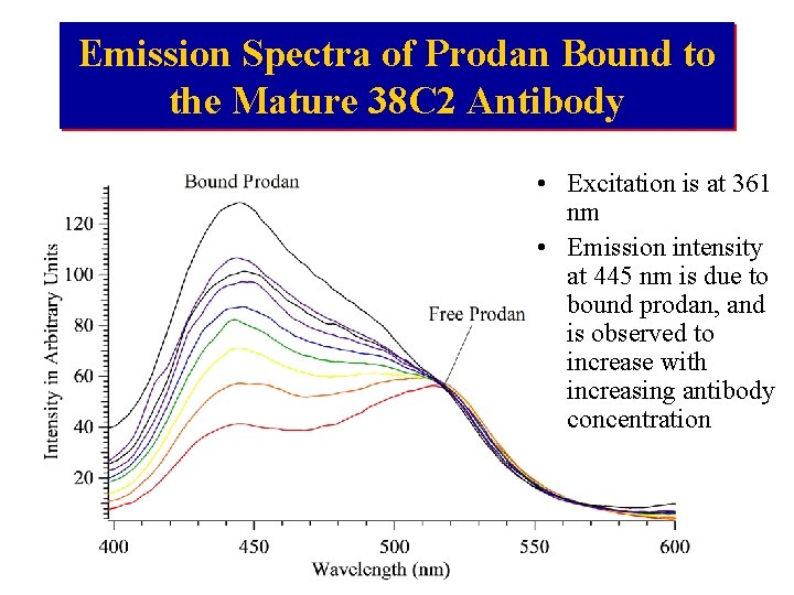 Emission Spectra of Prodan Bound to the Mature 38 C 2 Antibody • Excitation