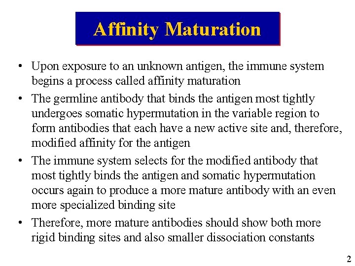 Affinity Maturation • Upon exposure to an unknown antigen, the immune system begins a