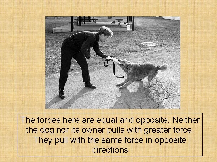 The forces here are equal and opposite. Neither the dog nor its owner pulls