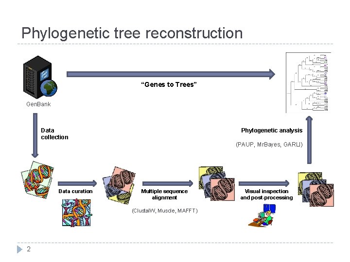 Phylogenetic tree reconstruction “Genes to Trees” Gen. Bank Data collection Phylogenetic analysis (PAUP, Mr.