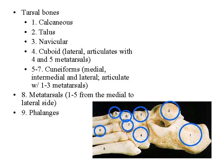  • Tarsal bones • 1. Calcaneous • 2. Talus • 3. Navicular •