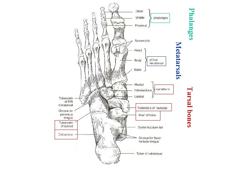 Phalanges Metatarsals Tarsal bones 