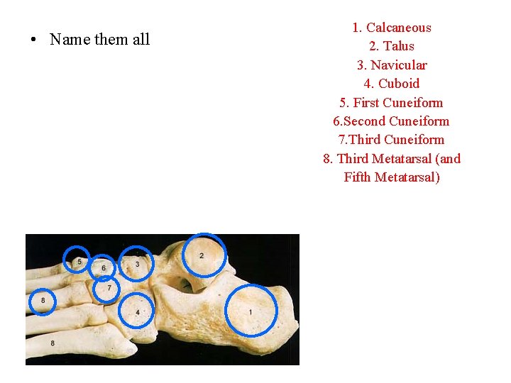  • Name them all 1. Calcaneous 2. Talus 3. Navicular 4. Cuboid 5.