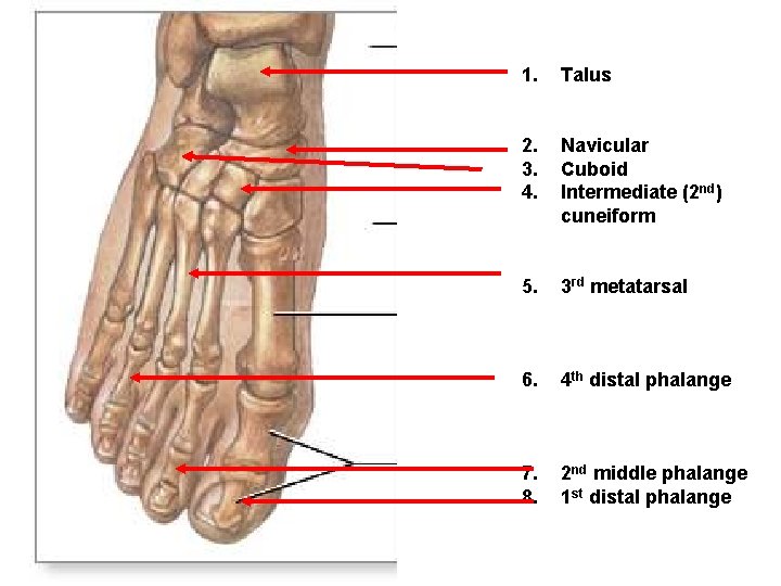 1. Talus 2. 3. 4. Navicular Cuboid Intermediate (2 nd) cuneiform 5. 3 rd