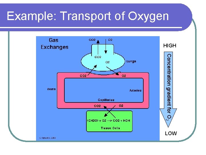 Example: Transport of Oxygen HIGH Concentration gradient for O 2 LOW 