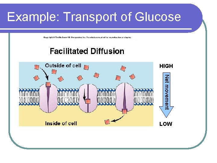 Example: Transport of Glucose HIGH Net movement LOW 