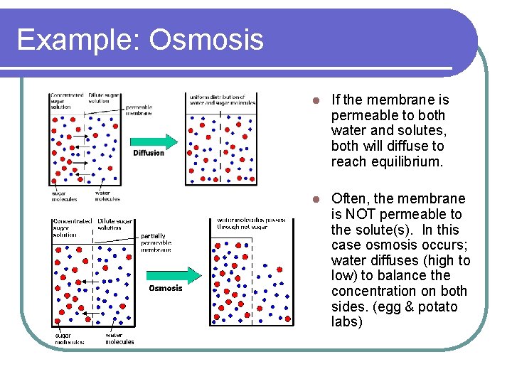 Example: Osmosis l If the membrane is permeable to both water and solutes, both