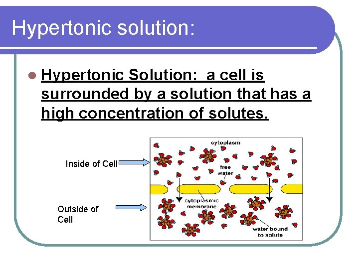 Hypertonic solution: l Hypertonic Solution: a cell is surrounded by a solution that has