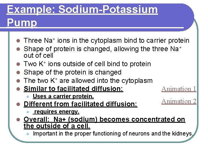 Example: Sodium-Potassium Pump l l l Three Na+ ions in the cytoplasm bind to