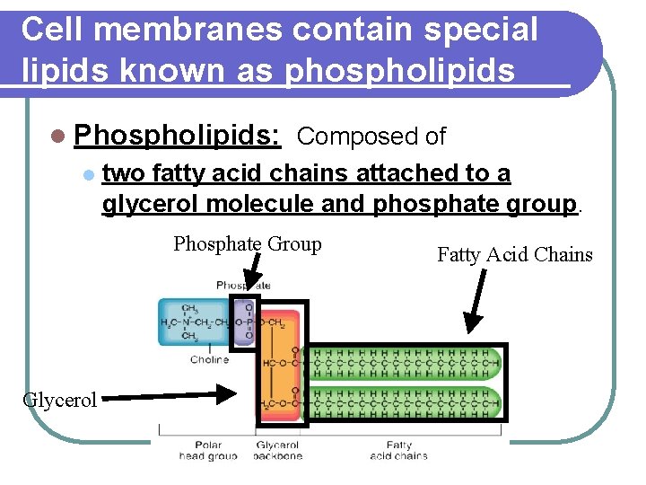 Cell membranes contain special lipids known as phospholipids l Phospholipids: Composed of l two