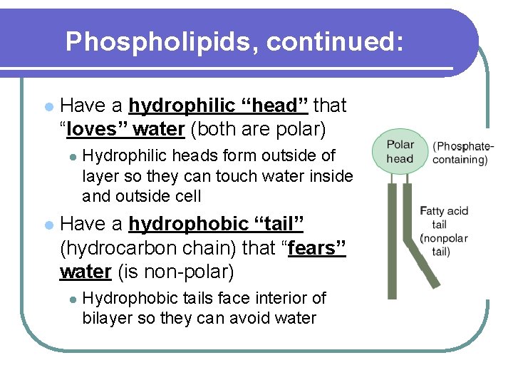 Phospholipids, continued: l Have a hydrophilic “head” that “loves” water (both are polar) l