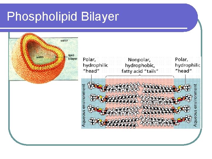 Phospholipid Bilayer 