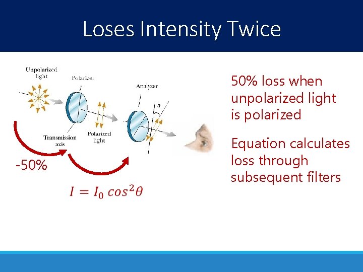 Loses Intensity Twice 50% loss when unpolarized light is polarized -50% Equation calculates loss