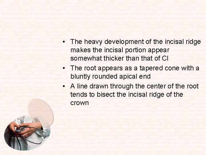  • The heavy development of the incisal ridge makes the incisal portion appear