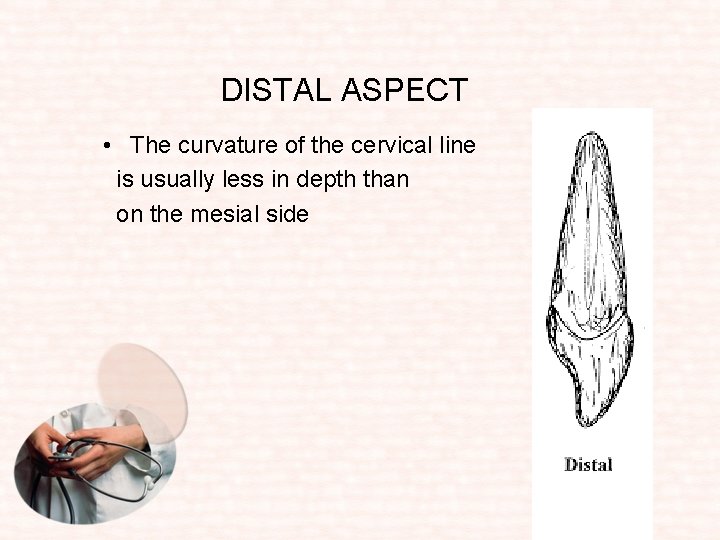 DISTAL ASPECT • The curvature of the cervical line is usually less in depth