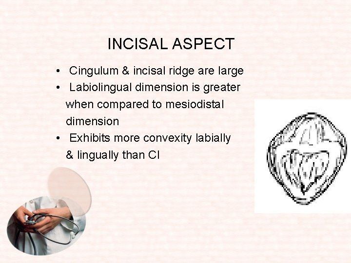 INCISAL ASPECT • Cingulum & incisal ridge are large • Labiolingual dimension is greater