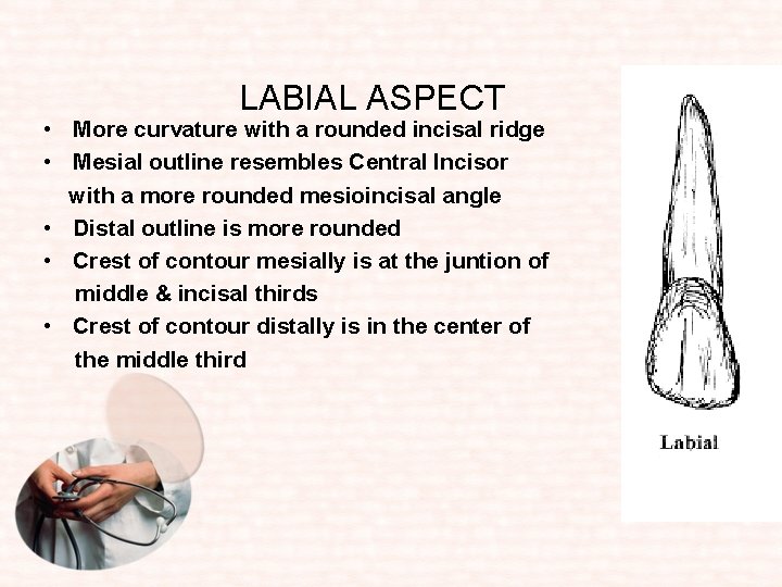 LABIAL ASPECT • More curvature with a rounded incisal ridge • Mesial outline resembles