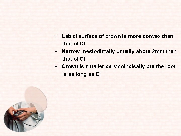  • Labial surface of crown is more convex than that of CI •