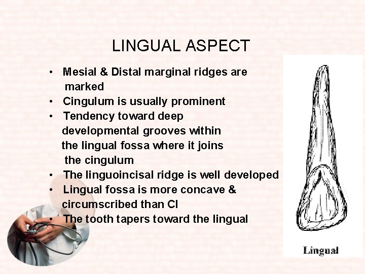 LINGUAL ASPECT • Mesial & Distal marginal ridges are marked • Cingulum is usually